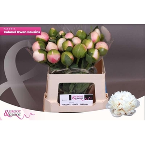 Paeonia Col Owen Cousin | Xxl