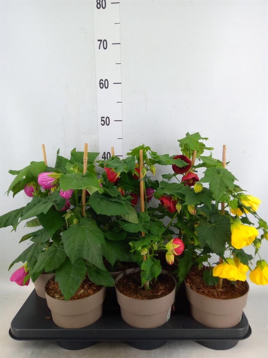 <h4>Abutilon   ...mix</h4>