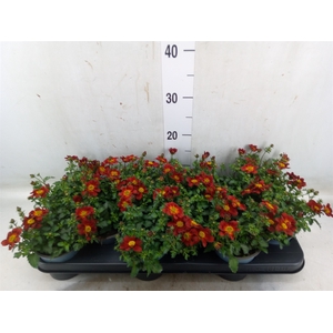 Bidens  'Eldoro Red'