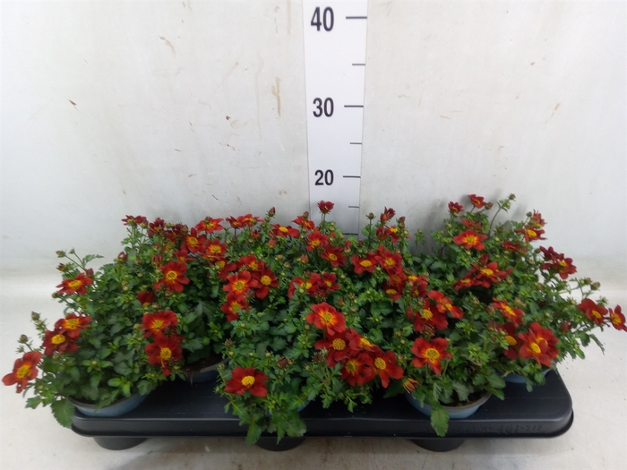 <h4>Bidens  'Eldoro Red'</h4>