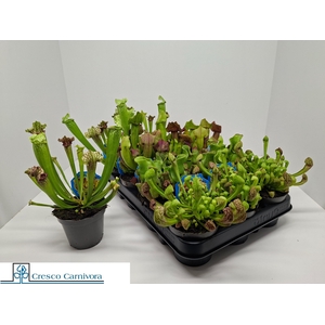 SARRACENIA OV