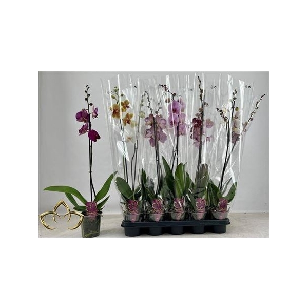 <h4>Phal Gem 1 Branche 10+</h4>