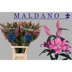 Li Ot Maldano