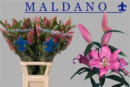 <h4>Li Ot Maldano</h4>