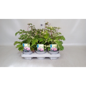 Anemone hybrida