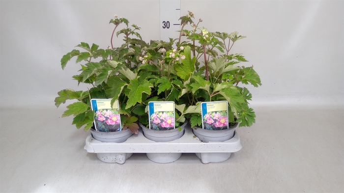 <h4>Anemone hybrida</h4>
