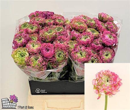 <h4>Ran Pon Pon Ex Malva</h4>