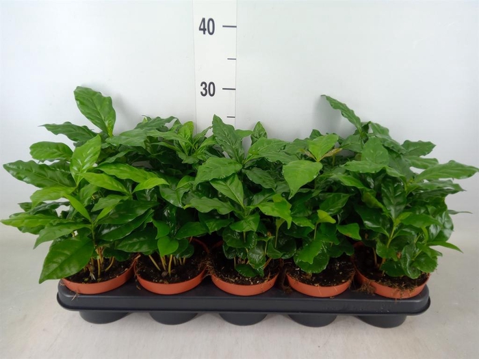 <h4>Coffea arabica</h4>