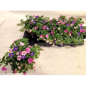 CALIB TRIOB P GEM PT