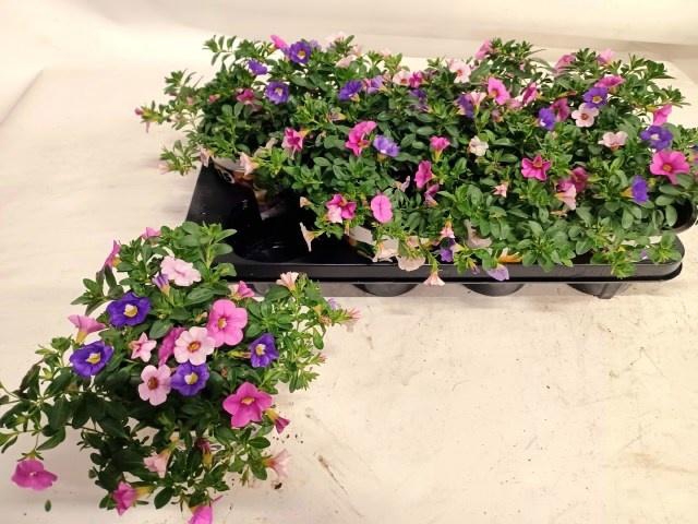 <h4>CALIB TRIOB P GEM PT</h4>