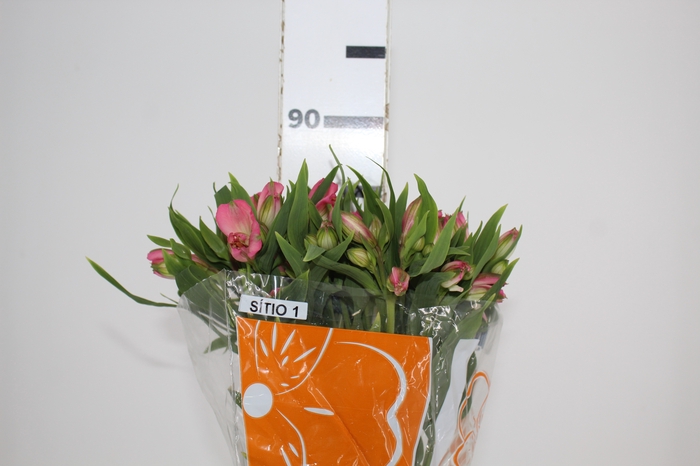 <h4>ALSTROEMERIA TOURMALINE 080 CM ROSA</h4>