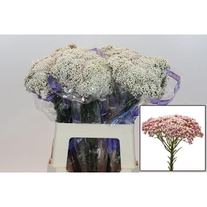 OZOTH COOKS TALL PIN