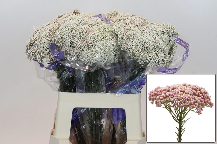 <h4>OZOTH COOKS TALL PIN</h4>