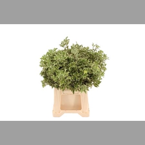 Pittosporum Nigra