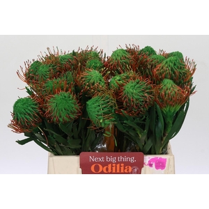 Nutans Painted Green