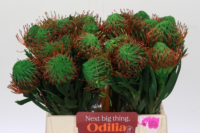 <h4>Nutans Painted Green</h4>