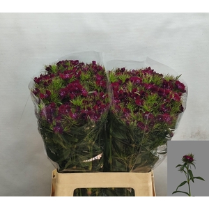 DI BARB S WILL PURPL