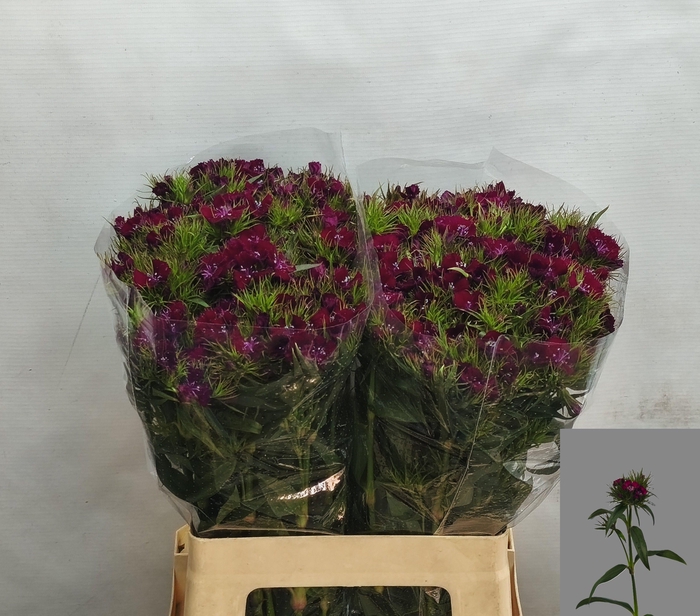 <h4>DI BARB S WILL PURPL</h4>