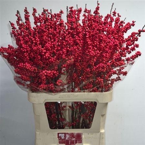 Ilex Ve Rode Bes Extra!!