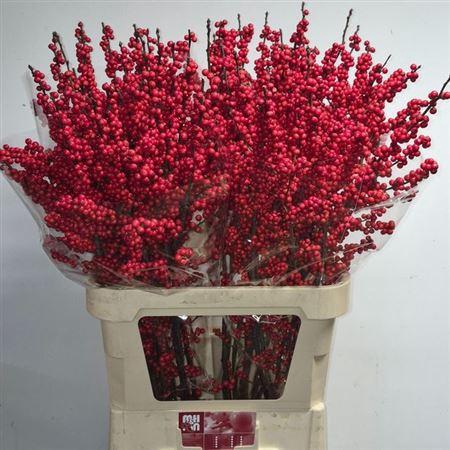 <h4>Ilex Ve Rode Bes Extra!!</h4>