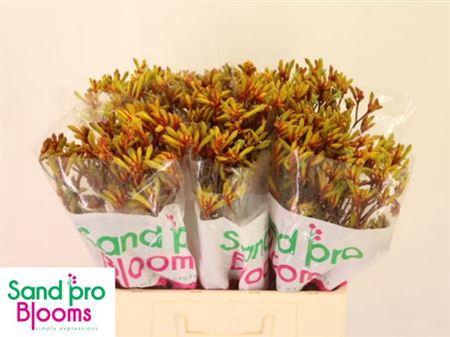 <h4>Anigoz Gold Fever 60cm</h4>