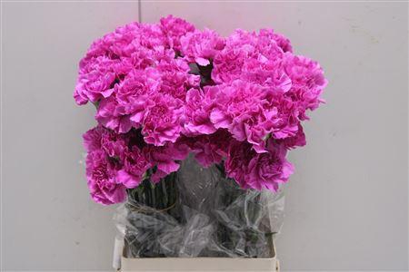 <h4>Di St Farida</h4>