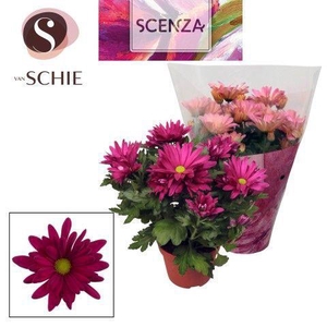 Chrysant Breeze Purple