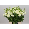 Dahlia White Aster