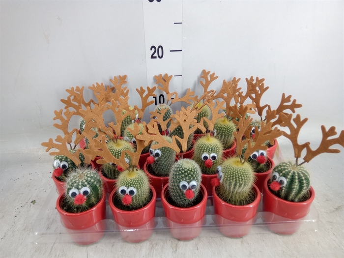 <h4>Cactus   ...</h4>