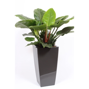 Philodendron Imperial Green in Piza pot 