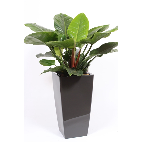 <h4>Philodendron Imperial Green in Piza pot "antraciet"</h4>