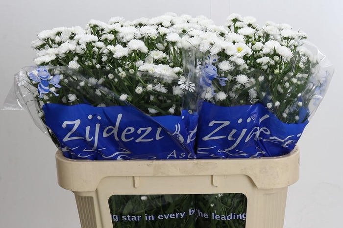 <h4>Aster Cassy</h4>