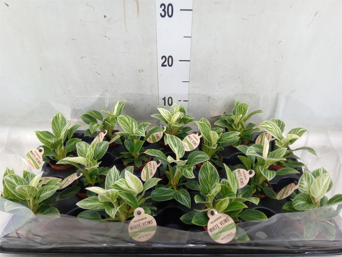 <h4>Philodendron   ...</h4>