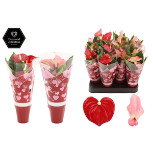 Anthurium 6 cm 2 color mix in Couture hearts sleeve