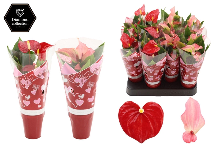 <h4>Anthurium 6 cm 2 color mix in Couture hearts sleeve</h4>
