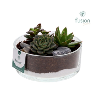 Glazen cilinderschaal met Succulenten