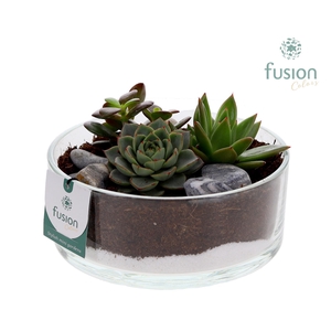 Glazen cilinderschaal met Succulenten