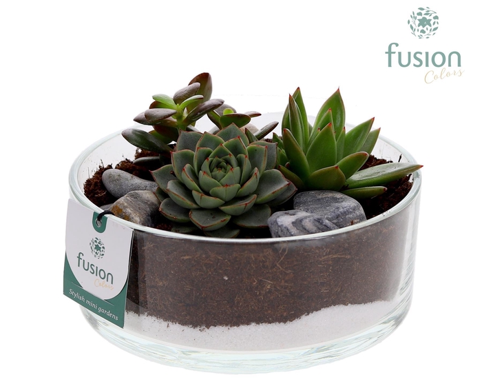 <h4>Glazen cilinderschaal met Succulenten</h4>