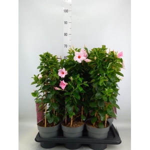 Mandevilla am. 'Sundav Cream Pink'