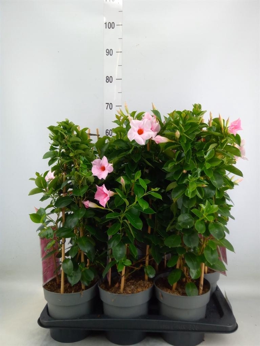 <h4>Mandevilla am. 'Sundav Cream Pink'</h4>