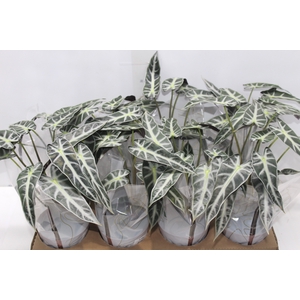 ALOCASIA PICOLLINI P12