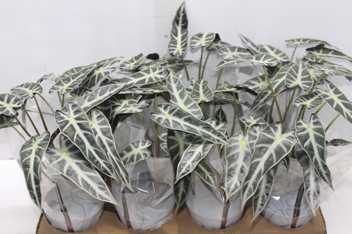 <h4>ALOCASIA PICOLLINI P12</h4>