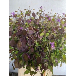 LUNARIA ANNUA PURPLE LUNARIA ANN PA
