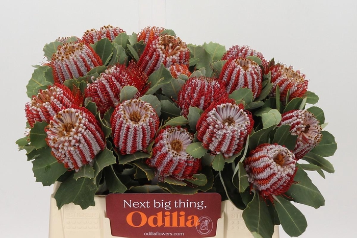 <h4>Banksia Coccinea</h4>