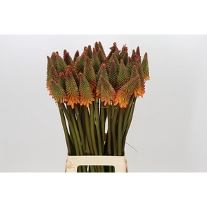 Kniphofia Alcazar