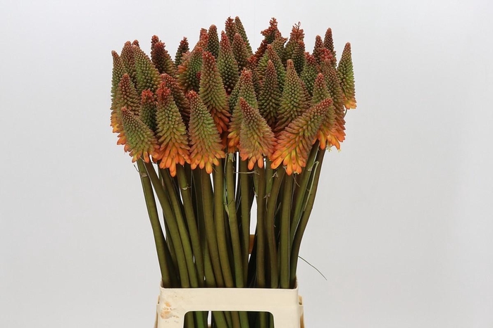 <h4>Kniphofia Alcazar</h4>