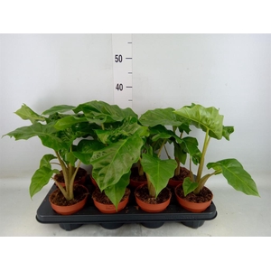 Alocasia  'Low Rider'