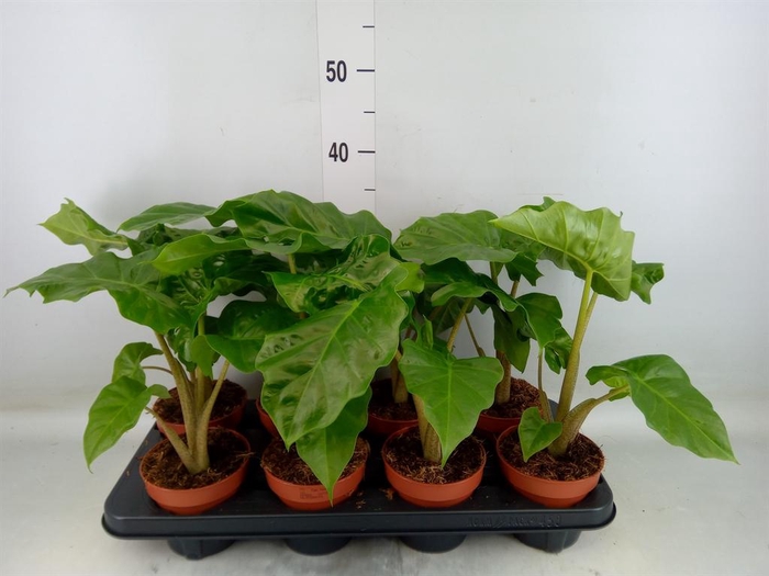 <h4>Alocasia  'Low Rider'</h4>