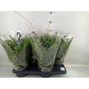 Nephrolepis cord. 'Duffii'