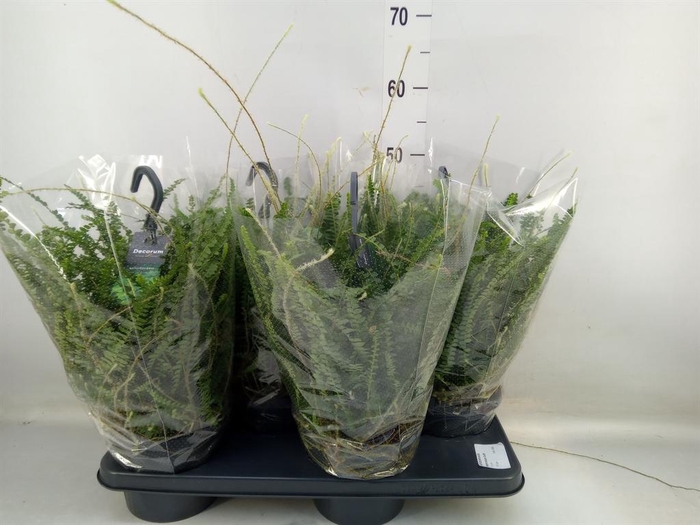 Nephrolepis cord. 'Duffii'